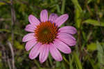 Eastern purple coneflower